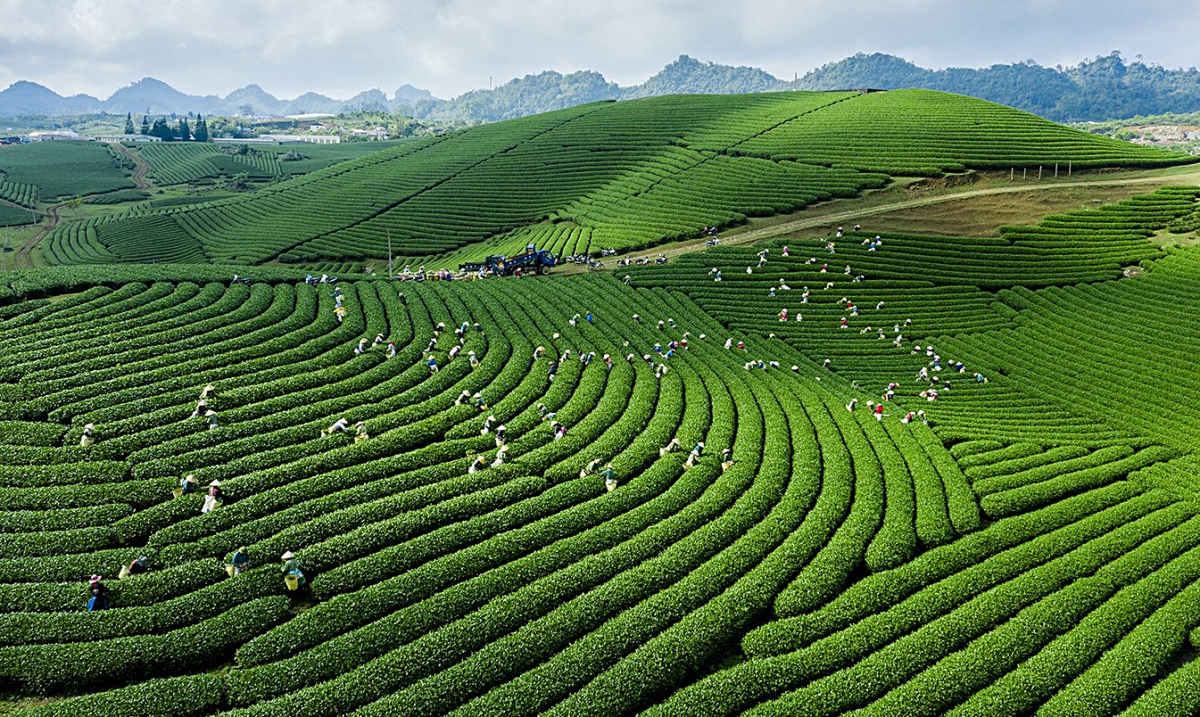 Green Family Mộc Châu Cover